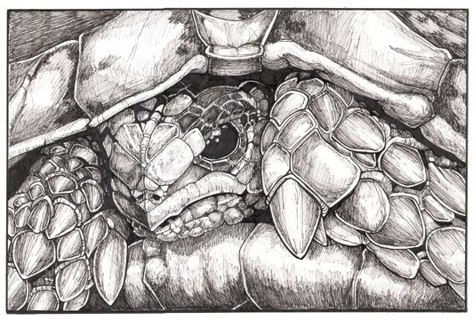 Turtle