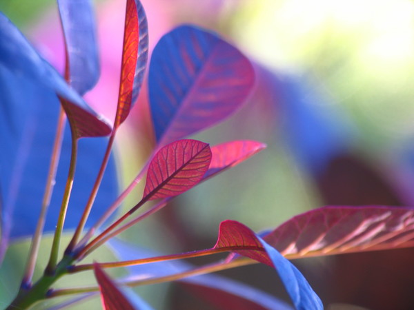 Shadow Bush
