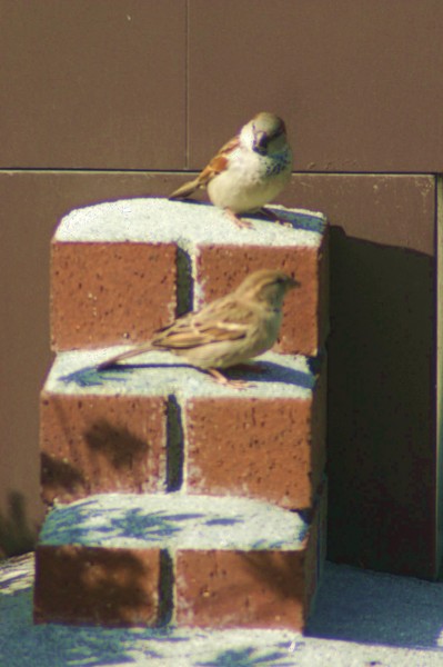 Bird Stares
