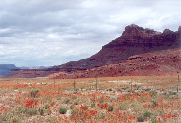 Vermilion Cliffs - Desert Mallow
