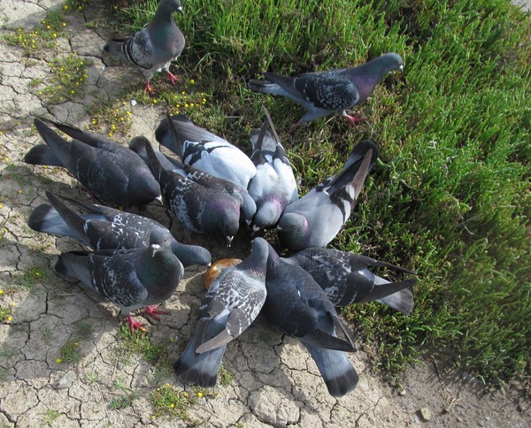 The Birds