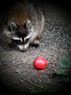 A Racoon & His Apple