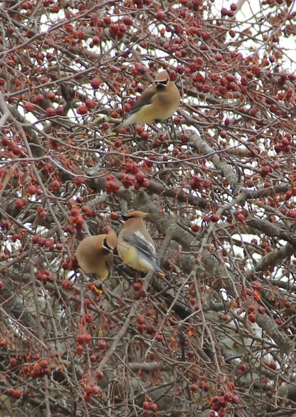 Trio of Cedar Waxwings