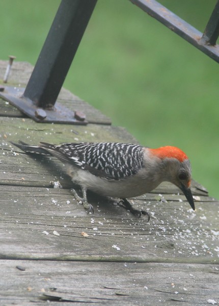 Female red-bellied woodpecker profile
