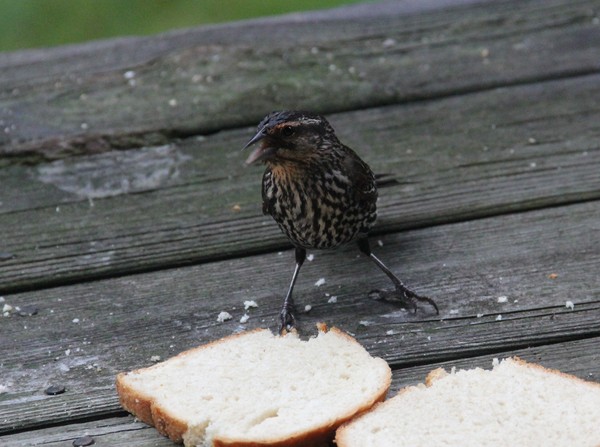  redwing blackbird female enjoying oatbread