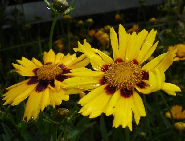 Daisy Sunshine