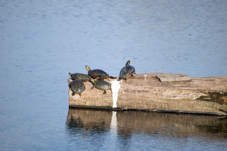 Sun Bathing