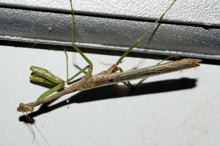 Praying Mantis