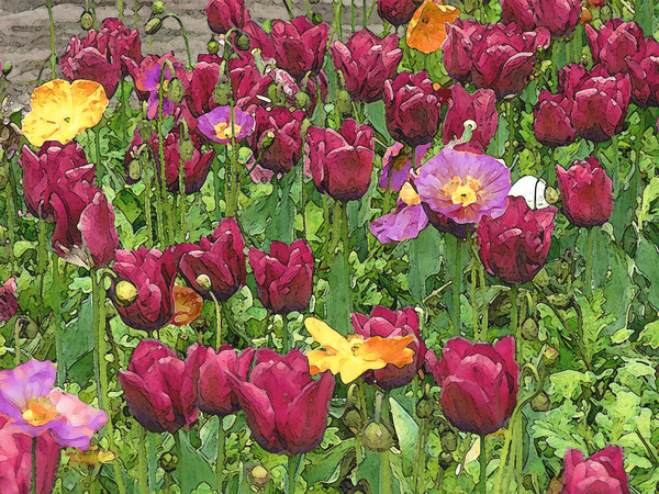 Painted Tulips