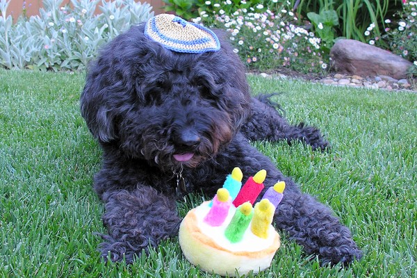 Racer's Bark  Mitzvah