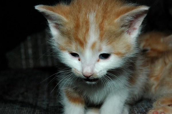 Emma The Kitten