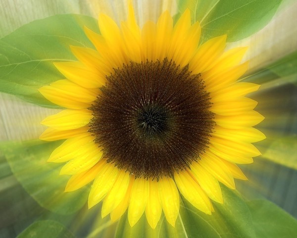 sunny side up