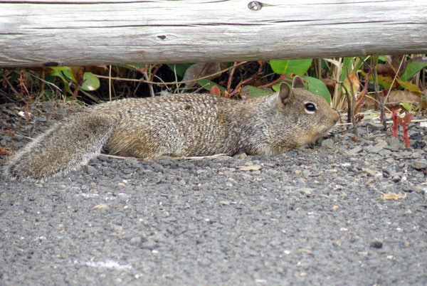 Lounging after Lunch