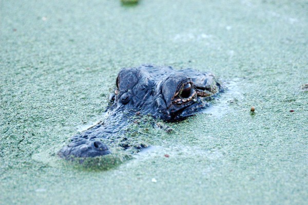 Baby Gator Head