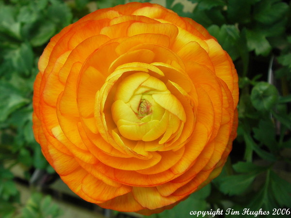 'Orange'