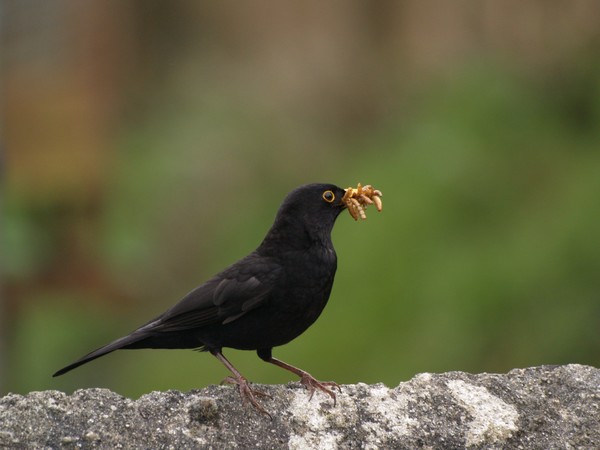 'Dont Talk With Your Mouth Full ! '