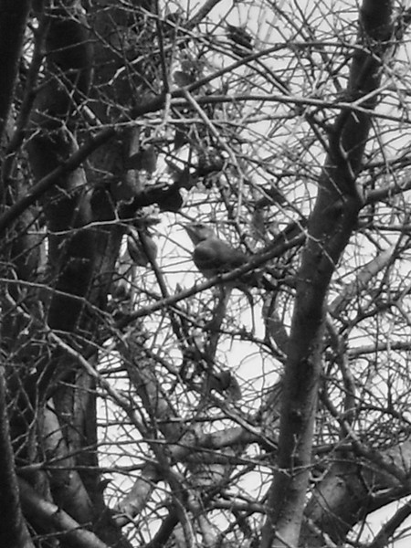 Bird