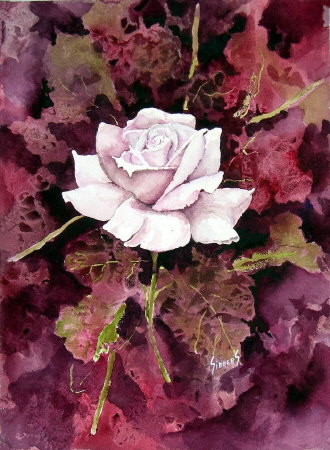 A White Rose Too!