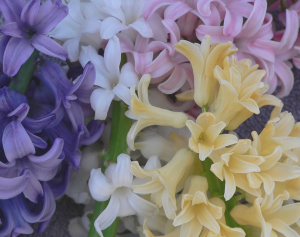 MULTICOLOR HYACINTHS