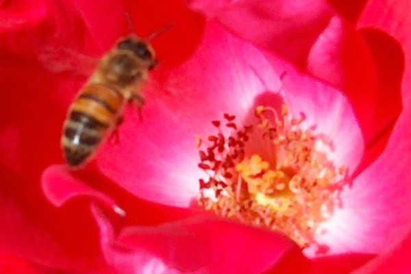 A Bee IN A  Red Rose