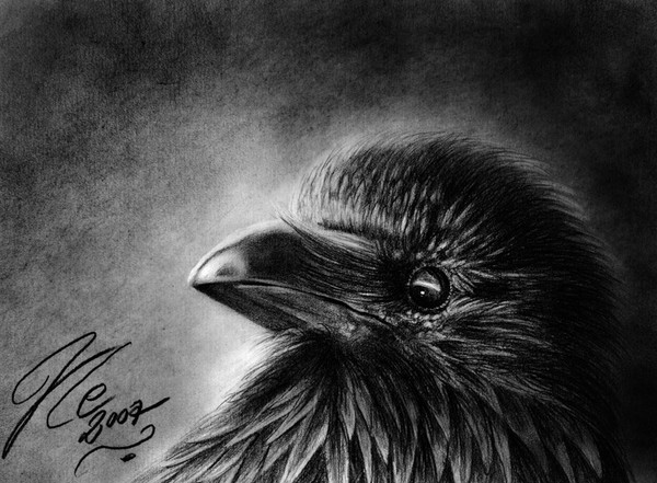 Corvus Corax
