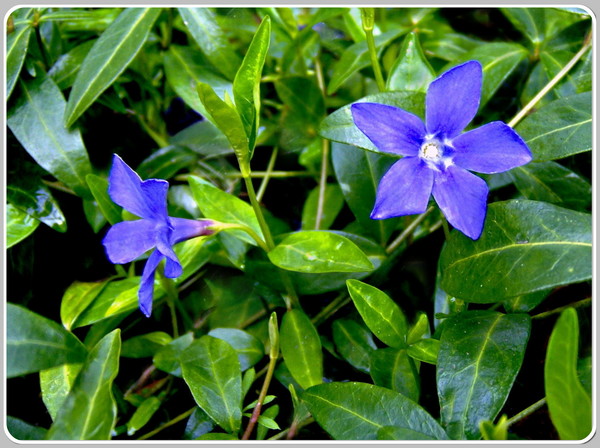 Periwinkle