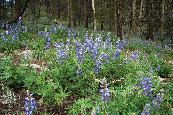 Fields of Wild Lupine
