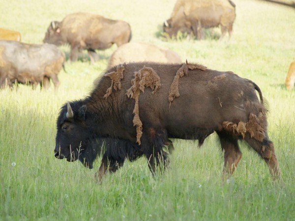 Grand Buffalo