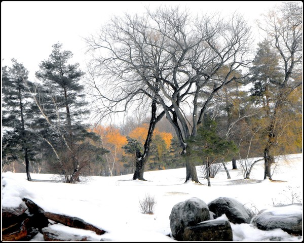 Snow Covered Golf Course