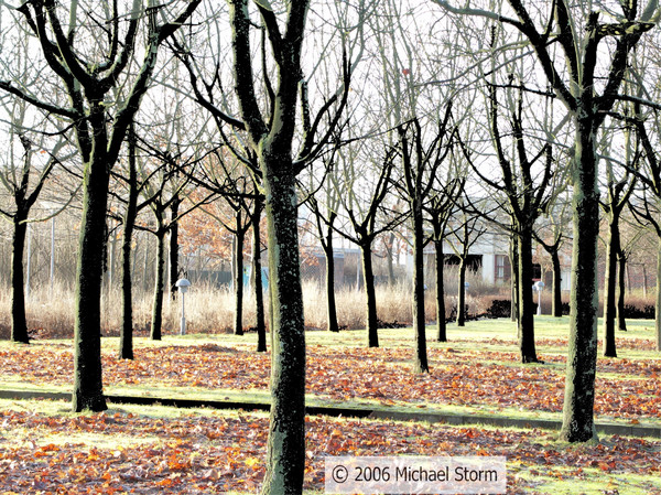 Grove