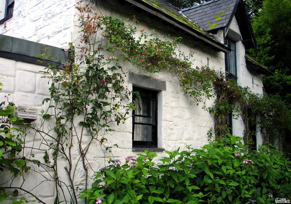 LITTLE WHITE COTTAGE
