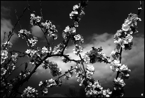DIFFUSED BLOOM