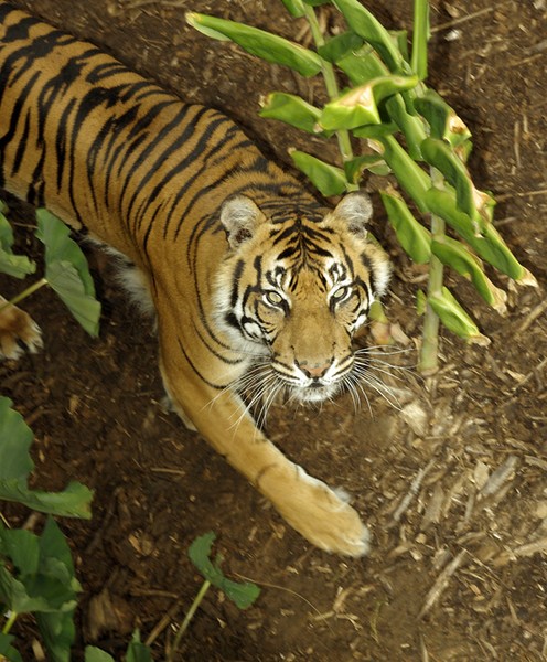 Sumatran Tigress