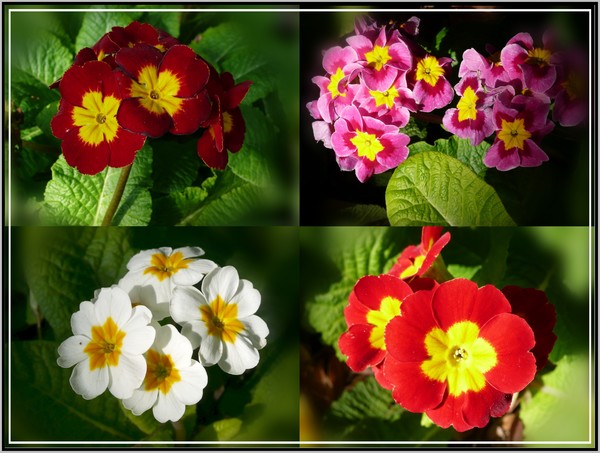 A Study In European Primroses