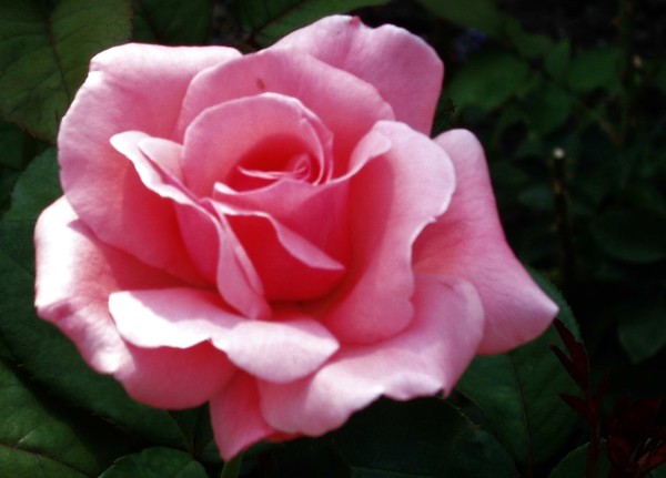 Flower2