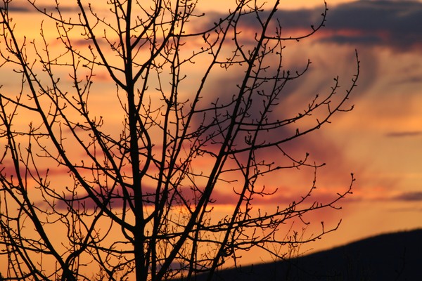 Spring's Promise