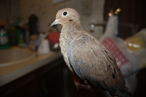 morning dove