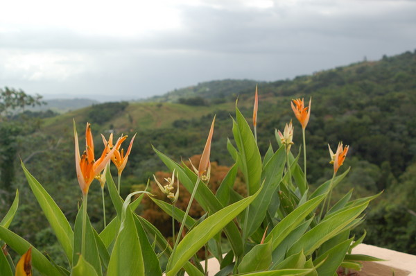 Scenic View