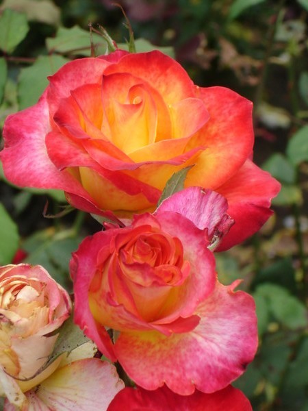roses for ever