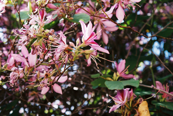 April Flowers