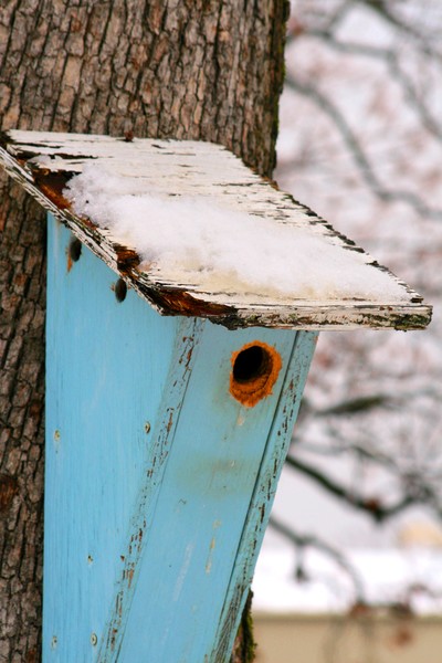 Bird House II