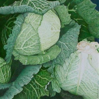 Savoy cabbage