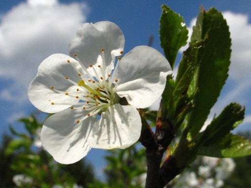 Cherry Blossom