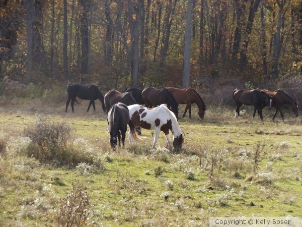 Grazing Beauty