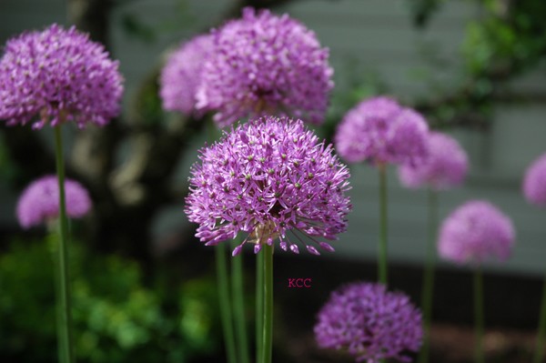 The Color Purple 2