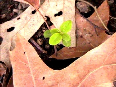 REBIRTH