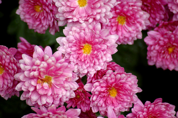 Mums the word