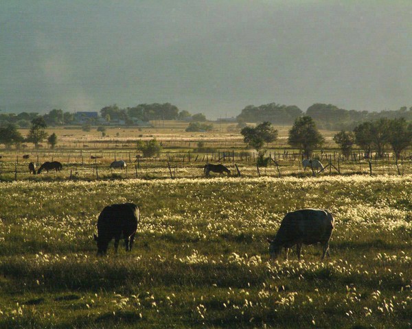 Grazing at Sunset