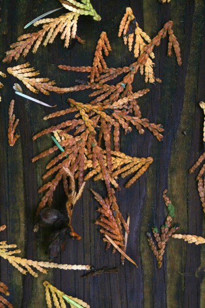 Needles on Park Bench