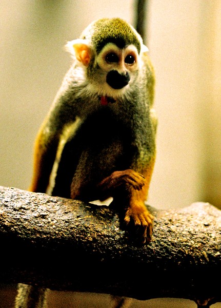 Monkey